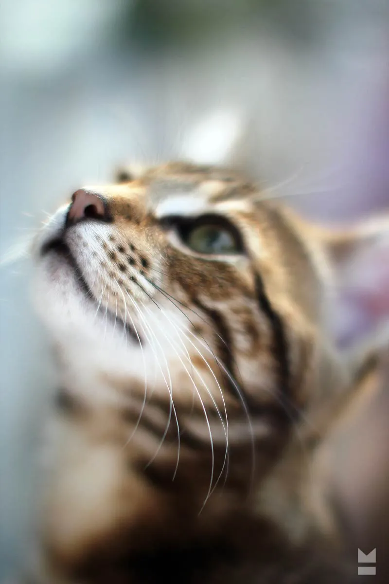 Tiere